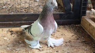 Pigeons.Голуби.Tauben. الحمائم (Турецкая Такла ( Николай Андрющенко /// Астрахань, Россия ))