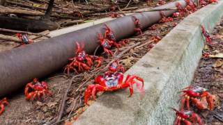 Millions of Red Crabs Migrate Off Christmas Island for Mating Season