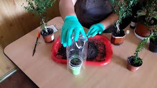 #Комнатные цветы. Как укоренить  мирт