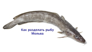 Как разделать рыбу Мольва. Мастер-класс по разделке рыбы.