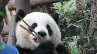 Giant Panda Photographed With Visitors 1