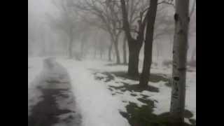 Жуткий лес по среди города Очаков