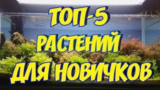 САМЫЕ НЕПРИХОТЛИВЫЕ АКВАРИУМНЫЕ РАСТЕНИЯ ДЛЯ НАЧИНАЮЩИХ!