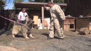 Кавказская овчарка Тамерлан п-к " Светлый Дом "