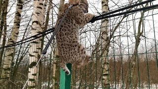 РЫСЕНОК ЧУТЬ НЕ УБЕЖАЛ / Прогулка с бобкэтом Руфи / Куда пропал Пусси