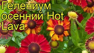 Гелениум осенний Горячая лава. Краткий обзор, описание характеристик helenium autumnale Hot Lava