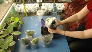 ?ПЕРЕСАДКА ДЕТОК ГЛОКСИНИЙ ! И Закаливание??How to grow gloxinia part №31