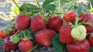 НАШАТЫРНЫЙ СПИРТ -СУПЕР СРЕДСТВО -для урожайности клубники  и от слизней .МУЛЬЧИРУЕМ после  полива