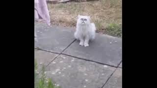 Ugly stray cat outside
