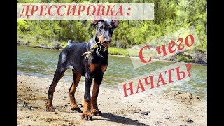 Дрессировка щенка: С чего НАЧАТЬ и как ПРАВИЛЬНО?