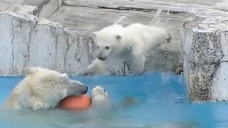 飛び込みの練習~Polar Bears Baby practicing diving
