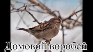 Птицы росии часть 1
