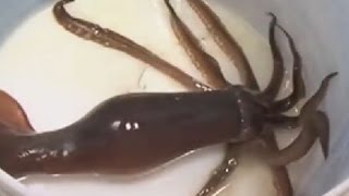 Как очистить кальмары замороженные