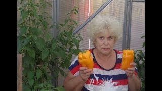 КАК ПОЛУЧИТЬ РАННИЙ УРОЖАЙ СЛАДКОГО ПЕРЦА? Ольга Чернова.