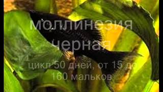 Аквариумные живородящие рыбки.