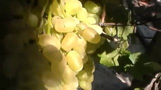 Сорт винограда Славута - сезон 2015