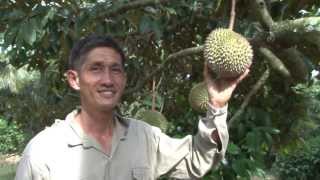 Mr Chew's Fruit Farm - Mao Shan Wang Durian - Rare Mangoesteen - Sarawak Pineapple - Jan 2014
