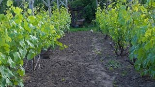 Уход за виноградом, нагрузка виноградного куста