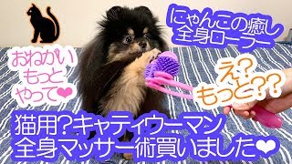 にゃんこの癒し！とっても可愛い反応を示したポメラニアン犬【はなポメ#570】