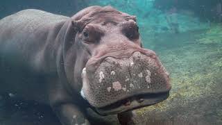 Happy New Year - Cincinnati Zoo