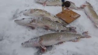 Первая Зимняя Рыбалка 29.11.2014 (сезон 2014-2015) ловим щук Белгородская область