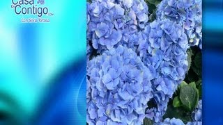 Jardineria y Plantas de Exterior, Ortensias, Dipladenia o Jazmin Chileno y Jazmin