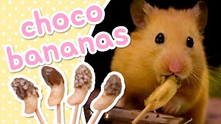 Choco Bananas ? HAMSTER KITCHEN