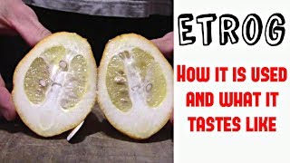 What Etrog Citron Tastes like  - Weird Fruit Explorer
