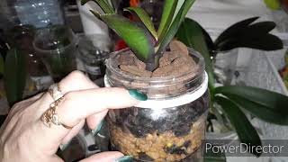 #Реанимация#орхидей с Нуля , 3 способа, супер результаты ???