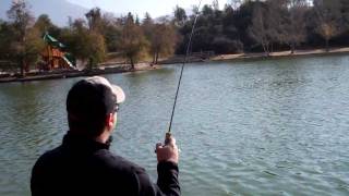 Big Trout Lost @ Yucaipa Regional Park Lake Thomas Cyclone Lure