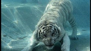 8 ужасных случаев нападения животных в зоопарке на людей