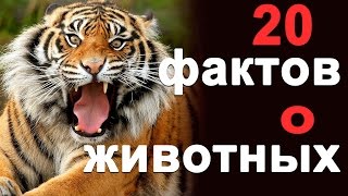 ИНТЕРЕСНЫЕ ФАКТЫ О ЖИВОТНЫХ - ТОП 20