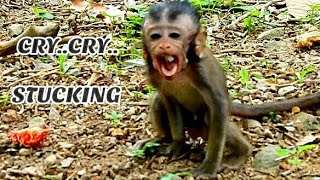 Big monkey hit new monkey Daniela, Daniela stuck Crying