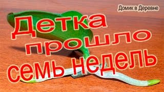 Детка орхидеи спустя семь недель.