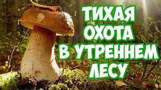 Грибы. Сбор грибов в лесу. Наш поход в лес за грибами. Тихая охота