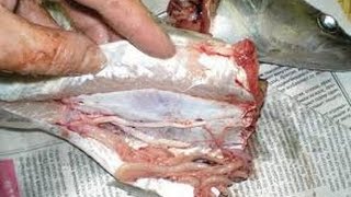 Искусственно выращенная рыба