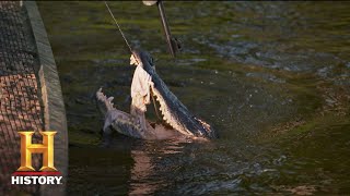 Swamp People: 400 LB GATOR CAUGHT ON FIRST DAY (Season 11) | History