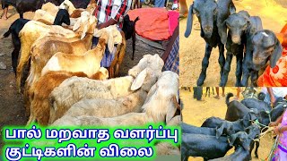 சின்னதிருப்பதி ஆட்டுச் சந்தையில் பால் மறவாத வளர்ப்பு குட்டிகள்/The price of lactating lambs