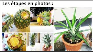 Comment faire pousser facilement un ananas à la maison