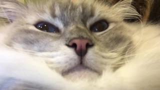 Cat Meows with His Mouth Closed! - ねこ - ラグドール - = ネコ