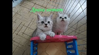 ШОТЛАНДСКИЕ КОТЯТА БЕСЯТСЯ ? СМЕШНЫЕ КОТЯТА СКОТТИШ СТРАЙТ ? ПРИКОЛЫ С КОТЯТАМИ 2020