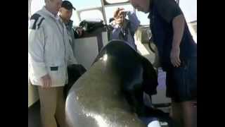 Seals of Namibia come into our boat and play  - See it to believe it!