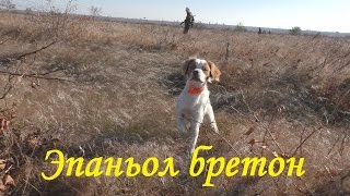 Образцовая работа по фазану. Эпаньол бретон(возраст 8 месяцев.)