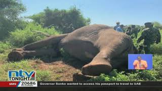 Preservation of the remains of Tim, the fallen Jumbo begins