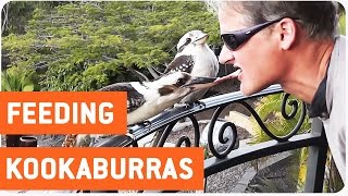 Feeding Kookaburras | Bird Got Your Tongue