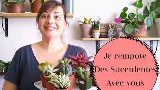 Je rempote des Plantes Succulentes avec vous☺️?