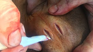 How to castrate a piglet (Best how to video on YouTube).