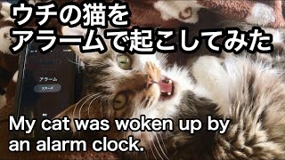 【ネコ】ウチの猫を目覚まし時計で起こしてみた！   My cat was woken up by an alarm clock.