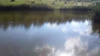 Как поймать амура или карпа с поверхности воды на корочку хлеба