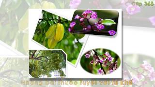 13 bài thuốc tuyệt vời từ quả khế, lá khế, hoa khế